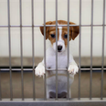 Puppy and kitten farming to be banned in the UK