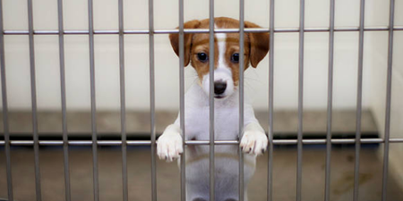 Puppy and kitten farming to be banned in the UK