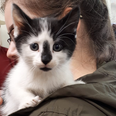 Cavan animal charity forced to put kitten down after she was shoved through letterbox