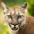 The CSPCA are investigating a number of possible puma sightings in Cork