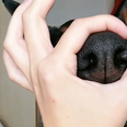 The doggo ‘snoot challenge’ is taking over Instagram, and we’re loving it