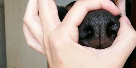 The doggo ‘snoot challenge’ is taking over Instagram, and we’re loving it