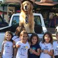 American town elects golden retriever as mayor because he’s an extremely good boy