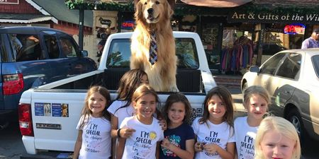 American town elects golden retriever as mayor because he’s an extremely good boy