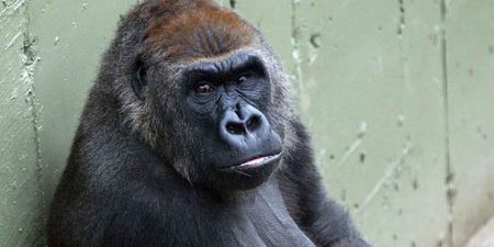 Dublin Zoo ‘extremely saddened’ by the death of one of its Gorillas