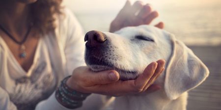 This is how to tell if it’s too hot to bring your dog for a walk