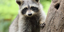 Racoon scales nine-story building, jumps off, and miraculously survives