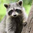 Racoon scales nine-story building, jumps off, and miraculously survives