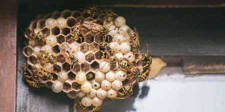 Women are putting wasp nests in their vaginas, and please pray for us all