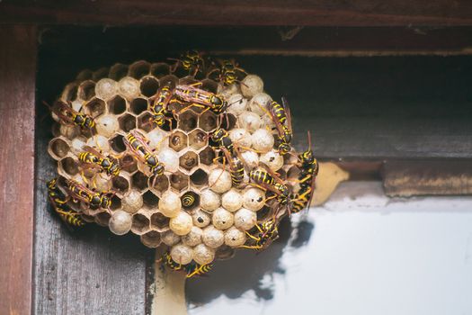 wasp nests