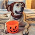 Dog-O-lanterns are literally the cutest Halloween trend we’ve ever seen