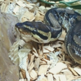 The ISPCA is seeking an experienced home for a rescue python called Penelope