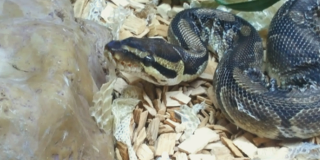 The ISPCA is seeking an experienced home for a rescue python called Penelope