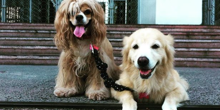 This blind doggo has her own guide dog, and kindly pass the tissues please
