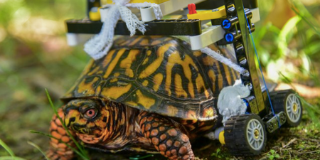An injured turtle is learning to walk again using a LEGO wheelchair