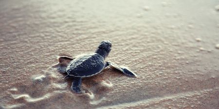 123 baby turtles have reportedly been stolen from the Galapagos Islands