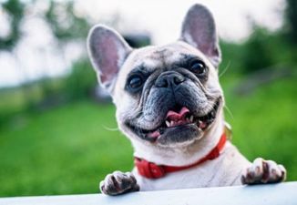 Woman demands friend change dog’s name because she wants it for her daughter