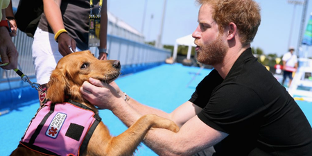 Definitive proof that Prince Harry can communicate with dogs
