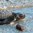300 ‘washback’ baby turtles are being helped out by a Florida zoo