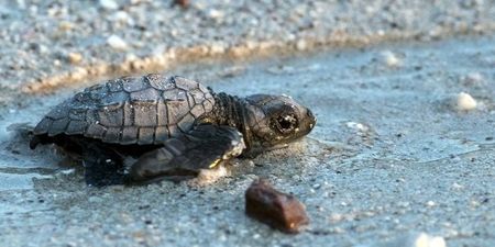 300 ‘washback’ baby turtles are being helped out by a Florida zoo