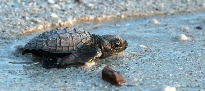 300 'washback' baby turtles are being helped out by a Florida zoo