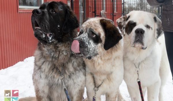 The trio of Saint Bernards that had to be adopted together was our fave animal story of 2018