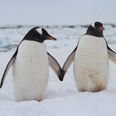 Forget the royal baby, a same-sex penguin couple are incubating an egg