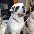 Update: The three Saint Bernard doggos have been adopted!