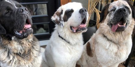 Update: The three Saint Bernard doggos have been adopted!