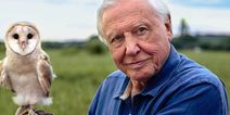 David Attenborough’s new documentary, Life in Colour, comes to Netflix today