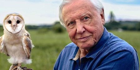 David Attenborough’s new documentary, Life in Colour, comes to Netflix today