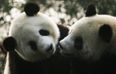 Wild animal population has dropped by 60 percent since 1970
