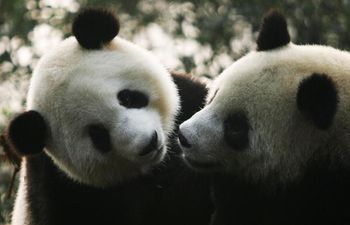 Wild animal population has dropped by 60 percent since 1970