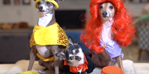 Jenna Marbles’ dogs in Halloween costumes is the video you need in your life
