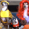 Jenna Marbles’ dogs in Halloween costumes is the video you need in your life