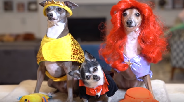 Jenna Marbles' dogs in Halloween costumes is the video you need in your life