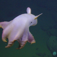 Rare ‘Dumbo’ octopus with big floppy ears spotted off the coast of California