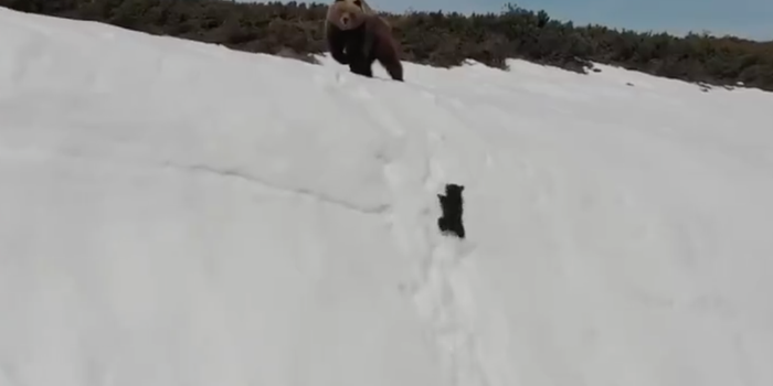 Our nerves are in TATTERS over this baby bear trying to climb through snow to reach his mum