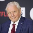 A brand new David Attenborough documentary is on its way to Netflix