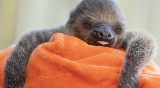 There's a winking baby sloth on the block and can you handle how cute he is?