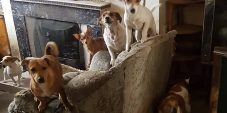 Wicklow man rescues 70 dogs in his own home, but can’t afford to keep them anymore