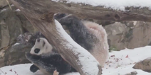Happy Friday! Here’s a video of a panda rolling around in the snow