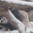 Happy Friday! Here’s a video of a panda rolling around in the snow