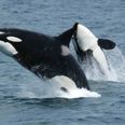Two killer whales were just spotted swimming off the coast of DUBLIN