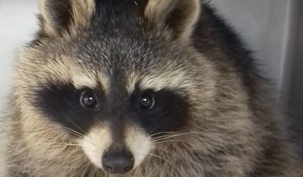 Scottish SPCA to rehome pet racoon and where do we sign the adoption papers?