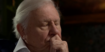 David Attenborough revealed he cried over latest ‘Dynasties’ episode and ALL the feels