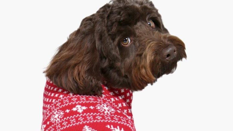 Boohoo christmas hot sale jumper dog