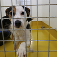 Looking to adopt? The ISPCA needs homes for 9 ‘fabulous’ rescue dogs