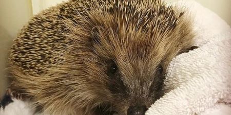 Queen guitarist Brian May rescued an injured hedgehog and documented it on Instagram