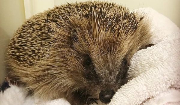 Queen guitarist Brian May rescued an injured hedgehog and documented it on Instagram